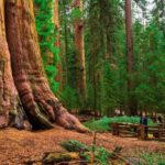 Cuando el bosque se ilumina solo: 5 destinos para observar luciérnagas en su hábitat natural